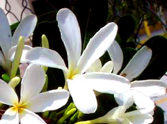 White Plumerias
