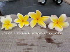 Yellow Plumerias