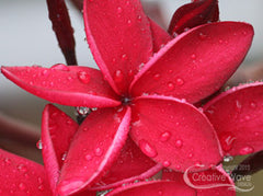 Red Plumerias