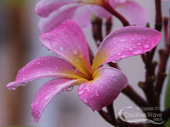 Pink Plumerias