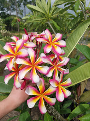 Rainbow Color