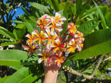winter bloom appearance