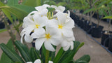 Dwarf Singapore White