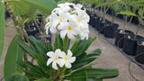Dwarf Singapore White