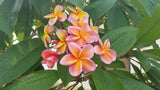 Kimo- Orange plumeria
