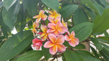 Kimo- Orange plumeria