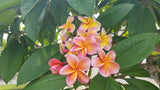 Kimo- Orange plumeria