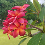 Leona Hoke