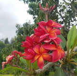 Leona Hoke