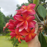 Leona Hoke