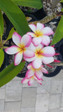Mary Susan