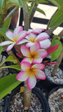 1gallon Mary Susan (extra small rooted plumeria) blooming for the first time!