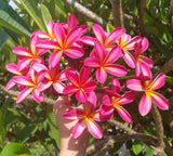 Tri-Mark - Buyplumerias.com Exclusive