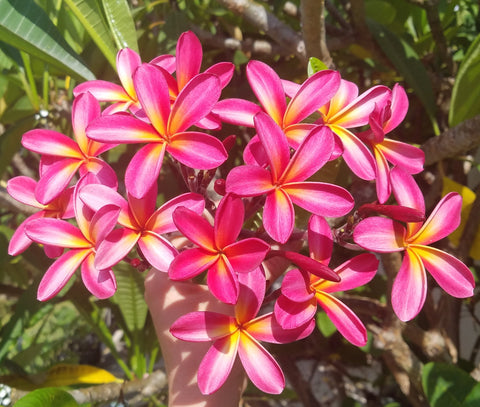 Tri-Mark - Buyplumerias.com Exclusive
