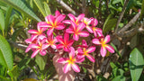 Tri-Mark - Buyplumerias.com Exclusive