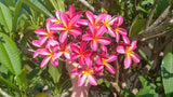 Tri-Mark - Buyplumerias.com Exclusive