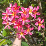 Tri-Mark - Buyplumerias.com Exclusive