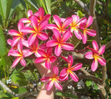 Tri-Mark - Buyplumerias.com Exclusive