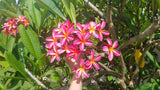 Tri-Mark - Buyplumerias.com Exclusive