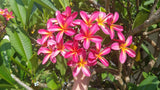 Tri-Mark - Buyplumerias.com Exclusive