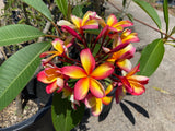 Aka'ula (Red Ember)