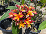 Aka'ula (Red Ember)