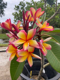 Aka'ula (Red Ember)