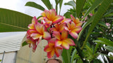 Aka'ula (Red Ember)