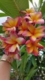 Aka'ula (Red Ember)