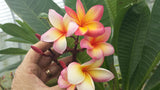 Aka'ula (Red Ember)