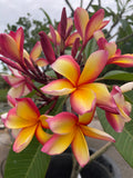 Aka'ula (Red Ember)