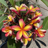 Aka'ula (Red Ember)