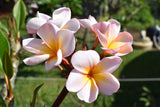 Aloha