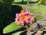 Aloha