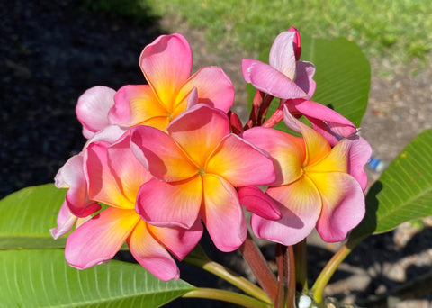 Aloha