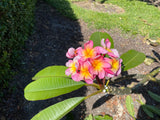 Aloha