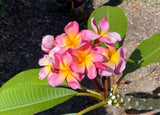 Aloha