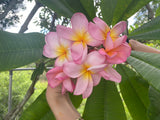 Aloha