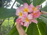 Aloha