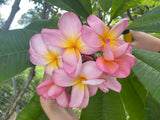 Aloha
