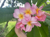 Aloha