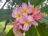 Aloha