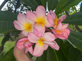 Aloha