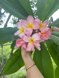 Aloha