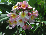 Aloha