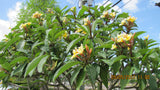 Aztec Gold - Peachy fragrance!
