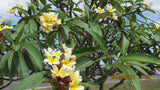Aztec Gold - Peachy fragrance!
