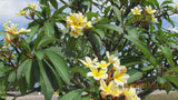 Aztec Gold - Peachy fragrance!