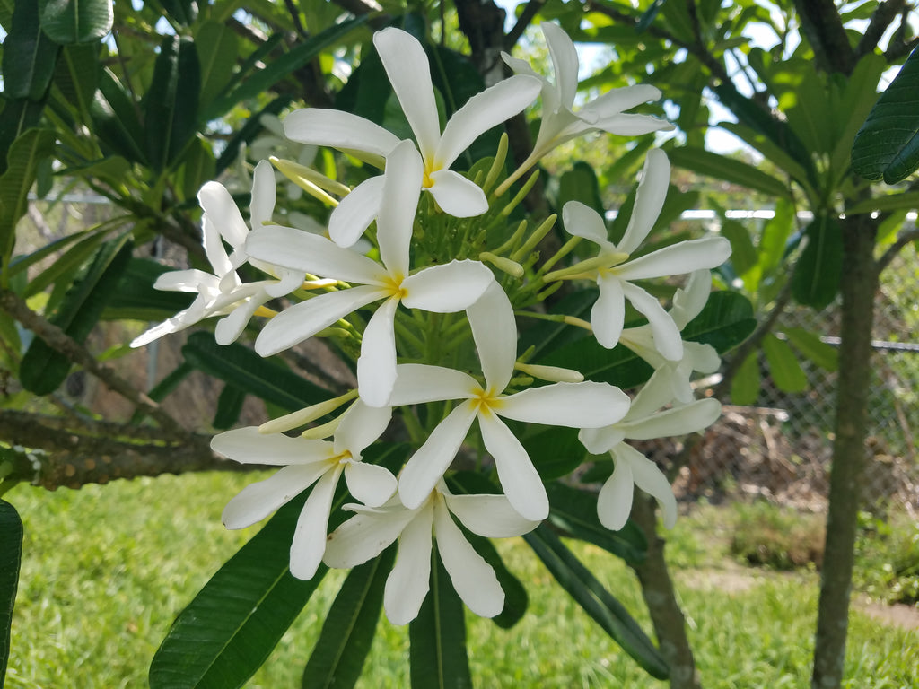Bahamaensis