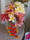 Plumeria Flower Mixed Assortment- Available Late March- Early September